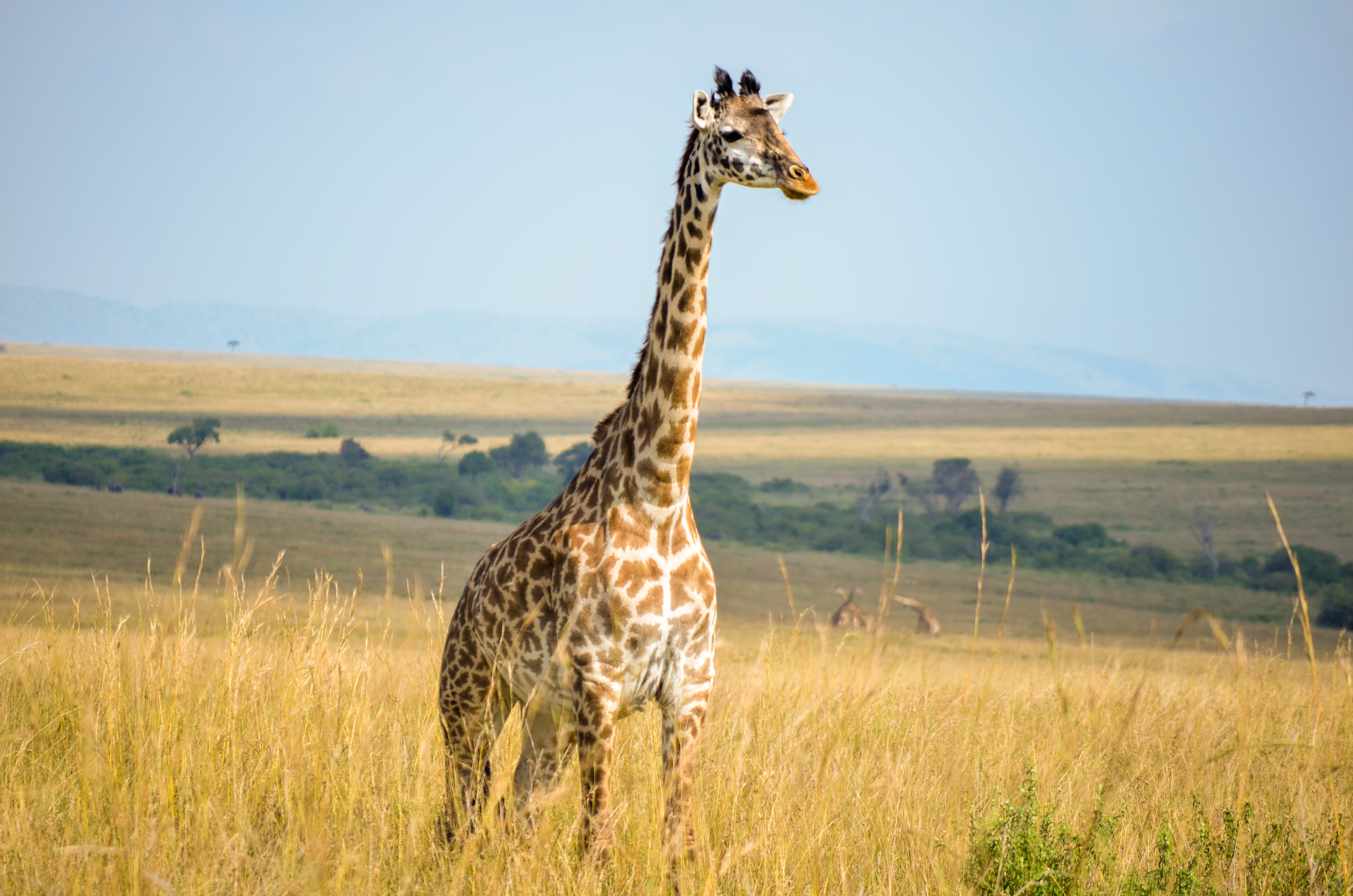 Giraffe in the Masai Mara grasslands